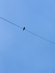 A single bird silhouette perched on a cable. The background is a blue sky.