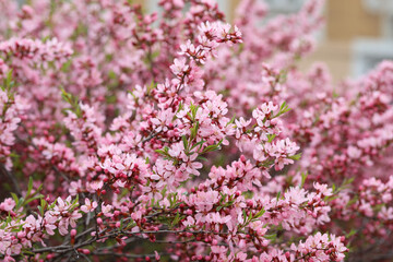 blooming pink beautiful cherry, natural beautiful background