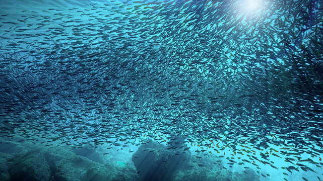 Underwater photography art of a huge school of fish at the surface in sunlight. From a scuba dive.