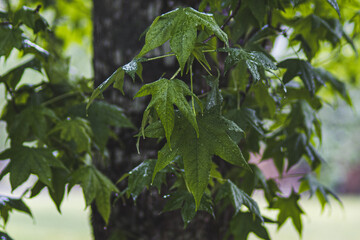 leaves in the rain