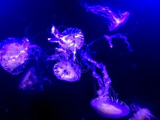 Medusas de la especie Chrysaora quinquecirrha en un acuario en Valencia, España. Medusas nadando de forma elegante e iluminadas con una bella luz violeta en la oscuridad.