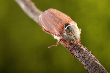 May beetle on a stick