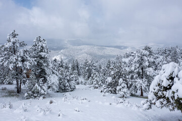 winter forest in the mountains