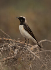 Closeup of a Pied wheatear perched on bush, Bahrain