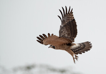 Honey Buzzard takeoff at Jasra, Bahrain