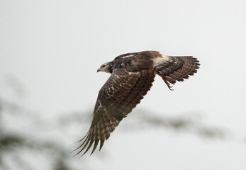 Honey Buzzard in flight at Jasra, Bahrain