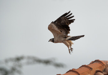 Honey Buzzard takeoff at Jasra, Bahrain