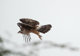 Honey Buzzard takeoff at Jasra, Bahrain