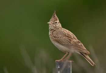 Portrait of a Crested Lark with green backdrop, Bahrain