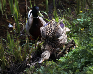 family of ducks in the park, adult ducks and ducklings