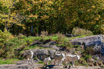 Flock of polar wolves