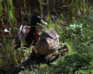 family of ducks in the park, adult ducks and ducklings