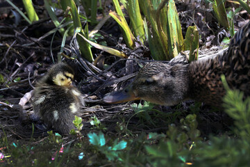 family of ducks in the park, adult ducks and ducklings