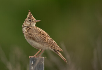 Portrait of a Crested Lark, Bahrain