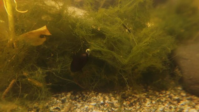 Diving beetle.
it's able to get air from the surface and make a bubble under its wings, the bubble is also known as a physical gill.
Little creatures live in a pond near a river.
Insects, insect.
Bug