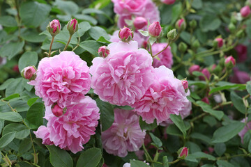 Pink Rosa Harlow Carr in flower