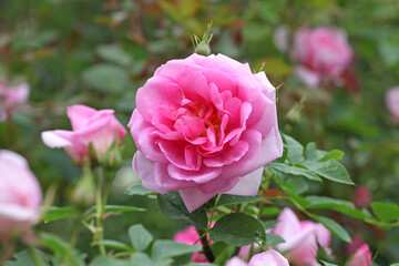 Pink Rosa Harlow Carr in flower