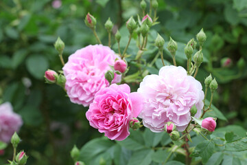 Pink Rosa Harlow Carr in flower