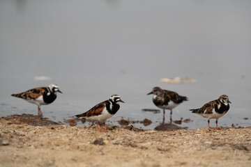 Ruddy Turnstones perched on ground at Hamala, Bahrain