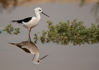 Black-winged Stilts and reflection on water at Hamala , Bahrain