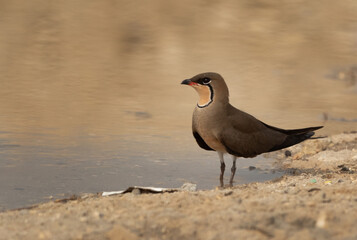 Closeup of a Collard pratincole perched on ground, Bahrain