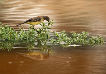 Yellow Wagtail at Hamala, Bahrain