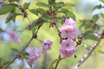 Obraz na płótnie Canvas blooming sakura in spring, beautiful background or postcard