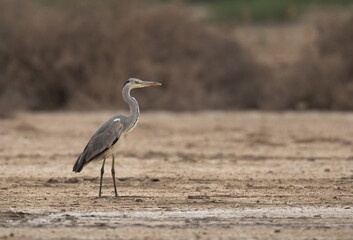 Portrait of a Grey Heron at Adhari, Bahrain