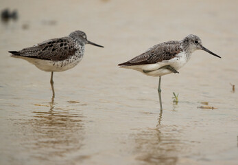 A pair of Common Greenshank resting on one leg at Hamala, Bahrain