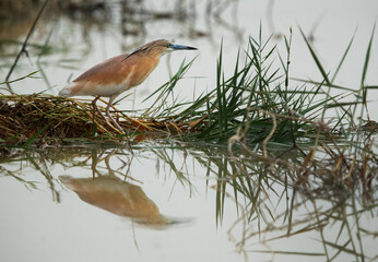 Squacco Heron at Asker marsh, Bahrain