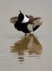 Spur-winged lapwing bathing at Hamala, Bahrain