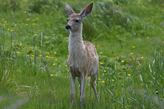 Young Blacktail Doe At Humboldt Wildlife Refuge Near Fortuna, CA.