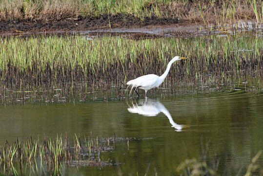 Great Egret In Wetlands At Humboldt Wildlife Refuge Near Fortuna, CA.