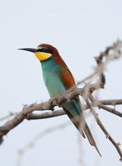 Obraz premium European bee-eater perched on a tree, Bahrain