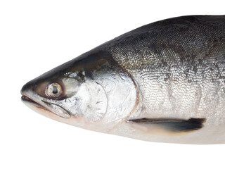 Fresh salmon fish on a white background. Studio photography. View from above