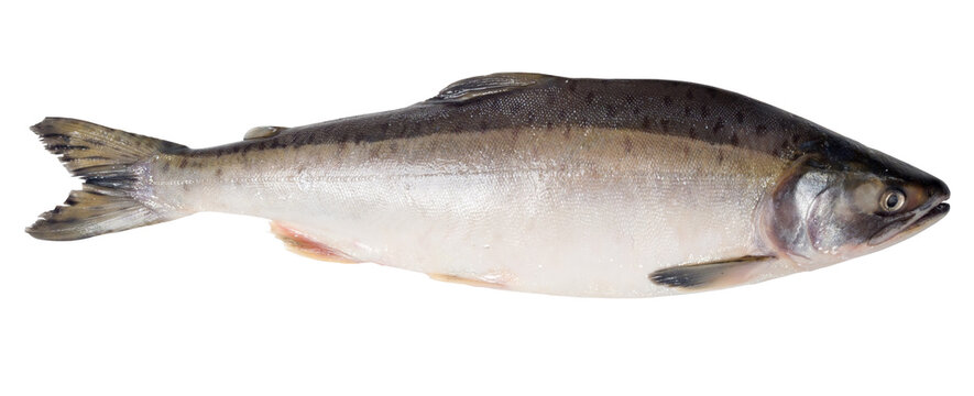 Fresh Salmon Fish On A White Background. Studio Photography. View From Above