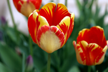 yellow-red bright tulips, postcard or beautiful background, romantic