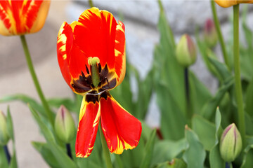 yellow-red bright tulips, postcard or beautiful background, romantic