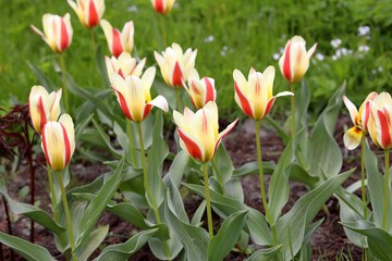 wild steppe yellow-red tulips, natural background