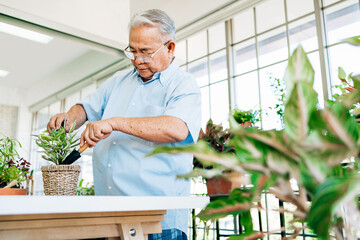 Asian retired grandfathers love to take care of the plants by scooping the soil in preparation for planting trees. Retirement activities.