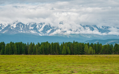 Strip of coniferous green forest behind a green field against a high snow mountains. Summer natural...