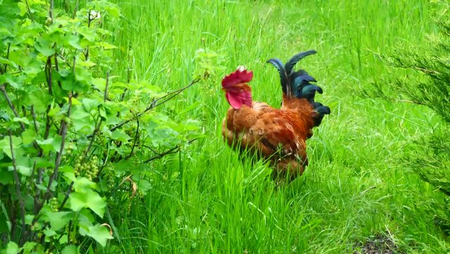 The farmer's live alarm clock is a rooster.
The farmer's live alarm clock is a rooster. 
The rooster begins to sing early in the morning, starting at three o'clock. This is a beautiful poultry.
