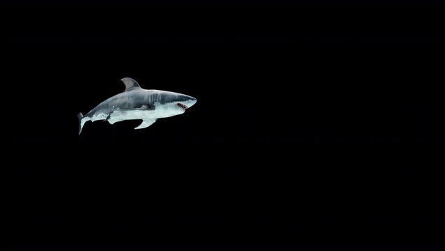  great white shark swimming on a loop underwater low angle view
seamless loop animation with clean alpha channel
 Megalodon is the Most predator shark in the ocean. Realistic 3d animation 4K