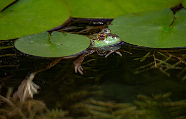 Green frog (Lithobates clamitans or Rana clamitans) peeking through patch of water lily pads in pond in central Virginia in spring.