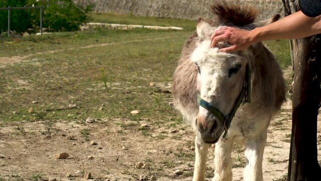Slow Motion, male hand caresses the head of an old donkey.