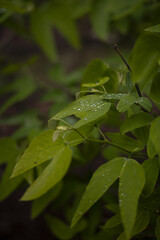 Les gouttes d'eau sur les feuilles