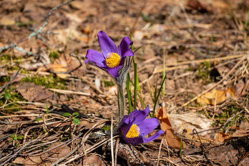 Delicate purple primrose of sleep-grass in the spring forest.