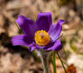 Delicate purple primrose of sleep-grass in the spring forest.