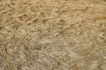 Haystack closeup texture