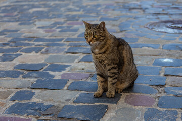 Wild grey cat sitting on the cobbled street of Lviv, Ukraine.